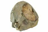 1.6" Cretaceous Fossil Ammonite (Sphenodiscus) - South Dakota - #189346-2